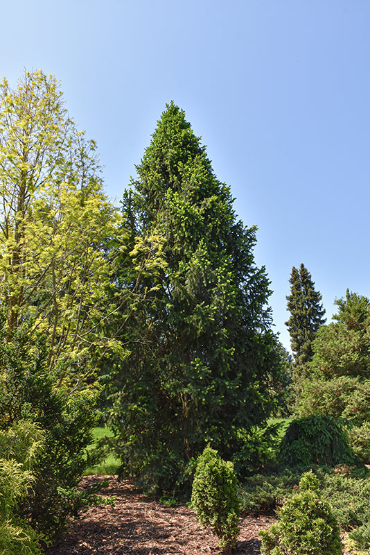 Columnar-Norway-Spruce-(Cupressina)