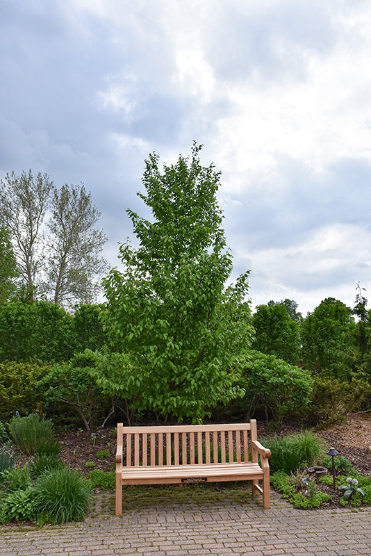 Eastern Hophornbeam