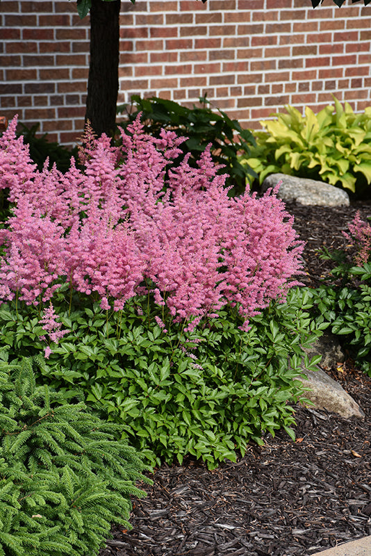 Visions in Pink Chinese Astilbe (#2)