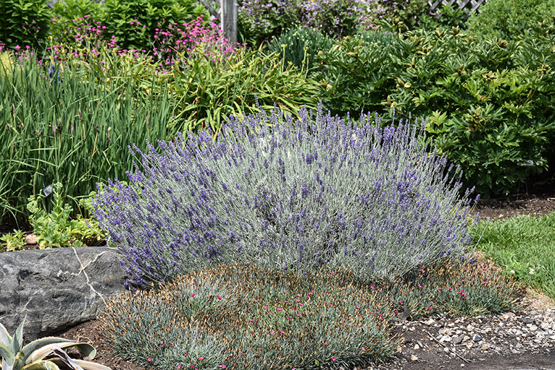 Sensational!®-Lavender-(#1)
