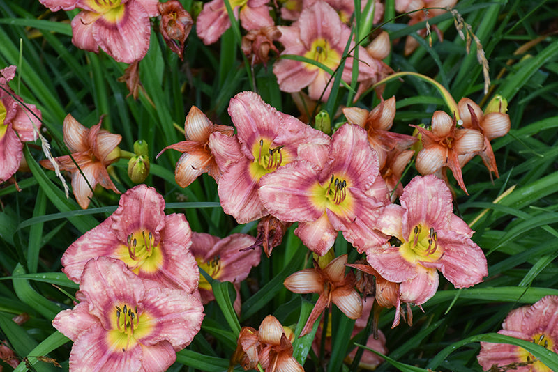 Rosy Returns Daylily (#1)