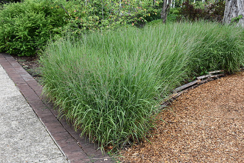 Shenandoah-Reed-Switch-Grass