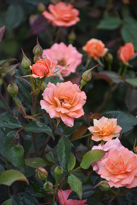 Coral Knock Out® Rose