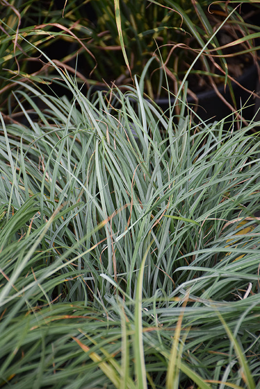 Blue-Zinger-Blue-Sedge