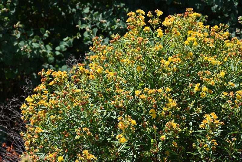 Sunny-Boulevard®-St.-John's-Wort-2