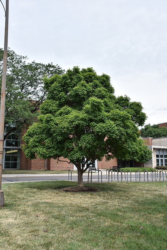 Three-Flowered-Maple