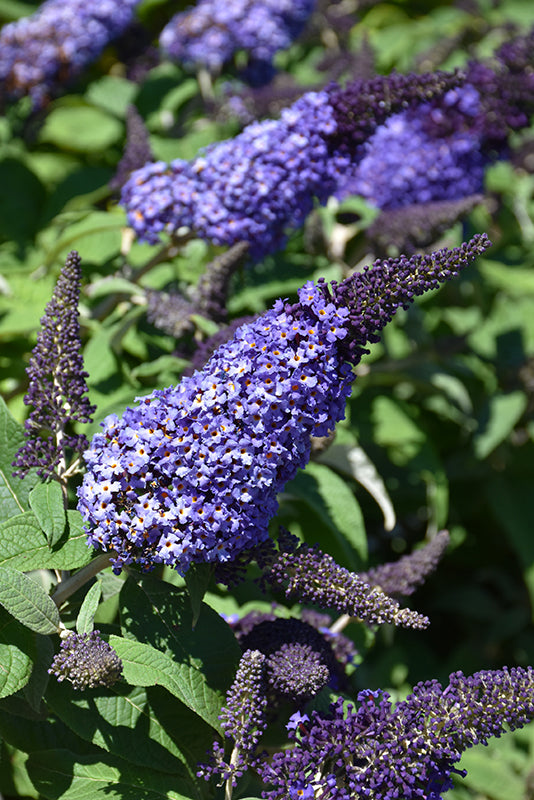 Pugster-Blue®-Butterfly-Bush
