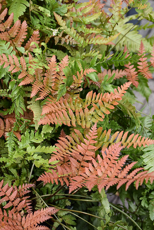 Brilliance-Autumn-Fern-(#1)