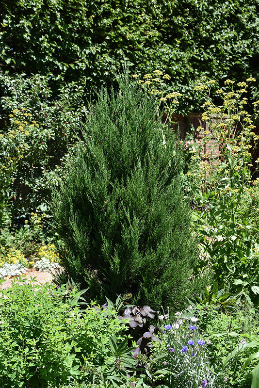 Hillspire-Redcedar