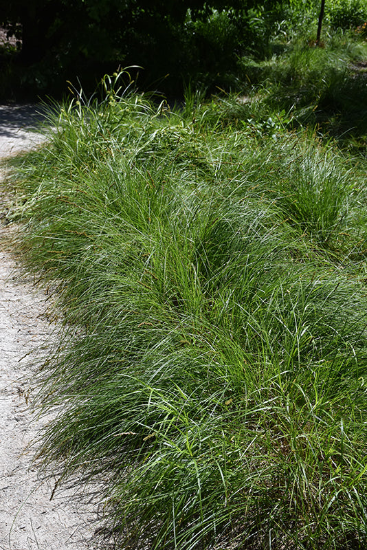 Fox-Sedge-2