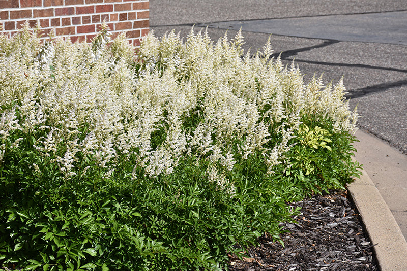 Visions in White Chinese Astilbe