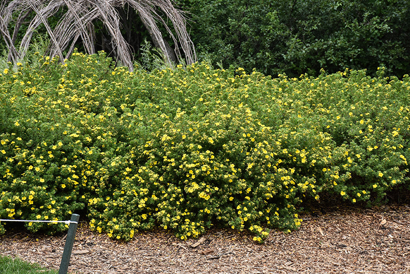 Goldfinger Potentilla