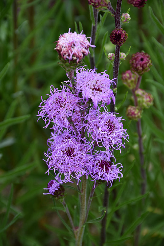 Rough-Blazing-Star