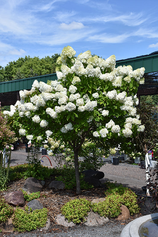 Vanilla-Strawberry™-Hydrangea-(Standard-Tree-Form)