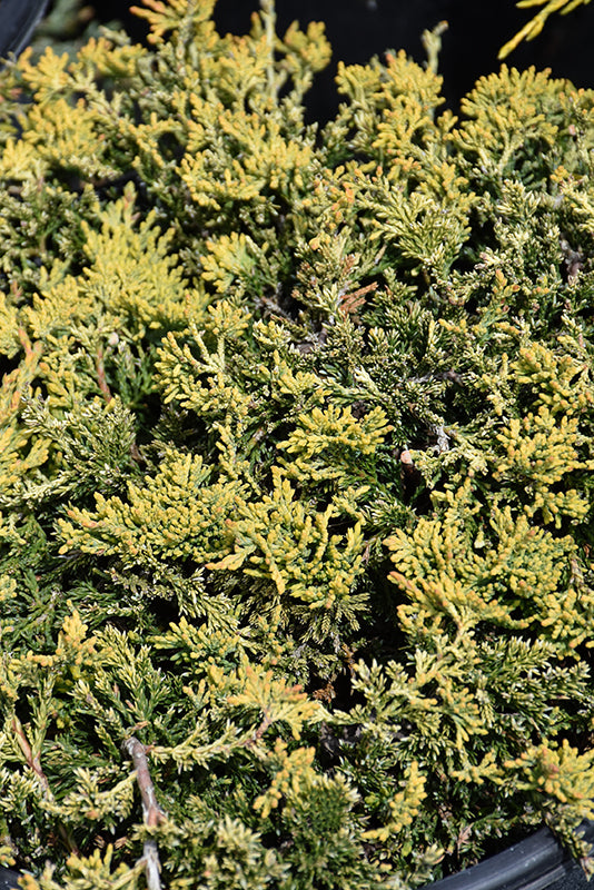 Golden-Carpet-Creeping-Juniper