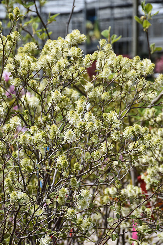 Mt.-Airy-Fothergilla