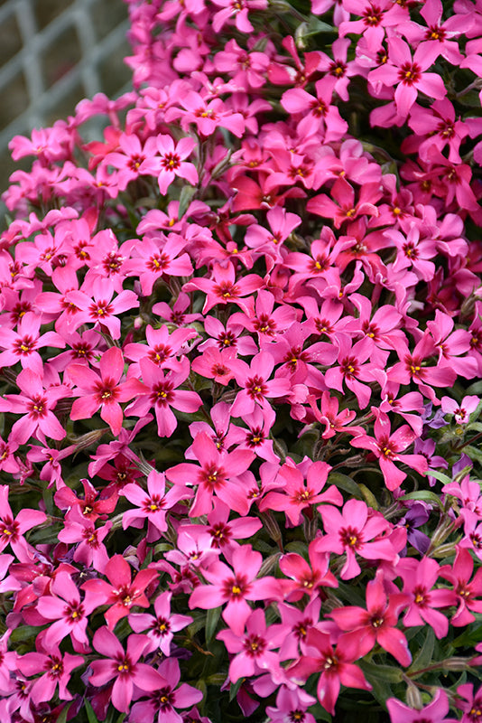 Red-Wings-Moss-Phlox