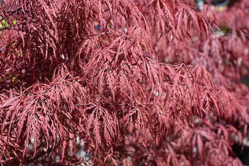 Garnet Cutleaf Japanese Maple