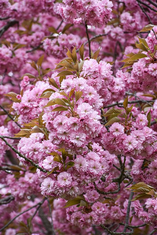 Kwanzan Cherry