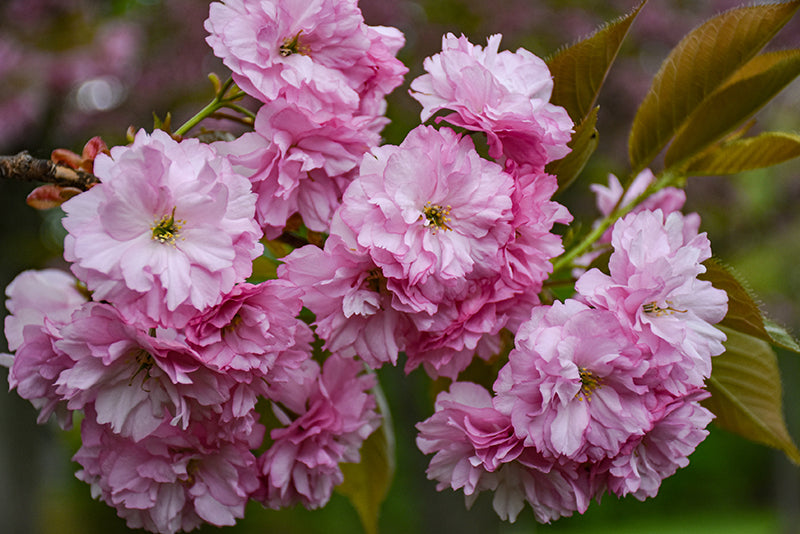 Kwanzan-Cherry