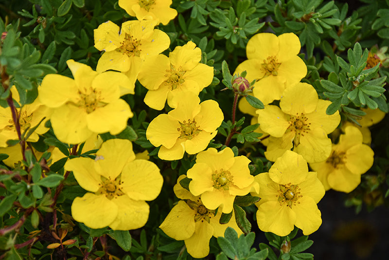 Happy-Face®-Yellow-Potentilla