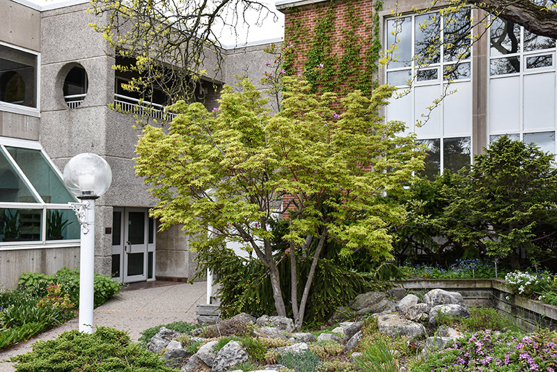 Sango-Kaku-Japanese-Maple