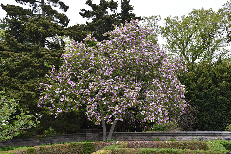 Jane Magnolia