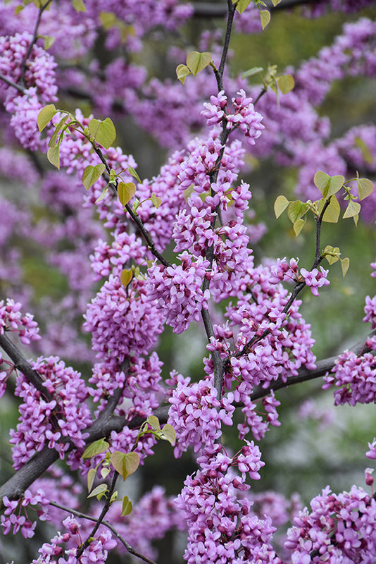 Eastern Redbud