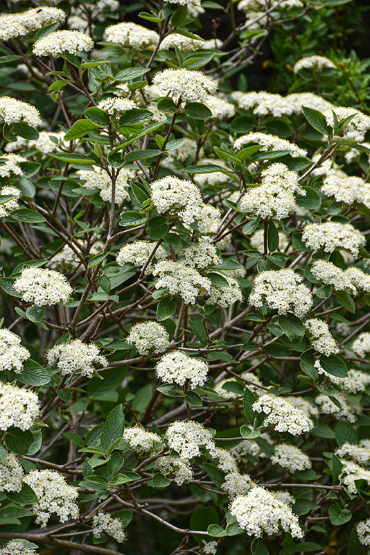Alleghany-Viburnum