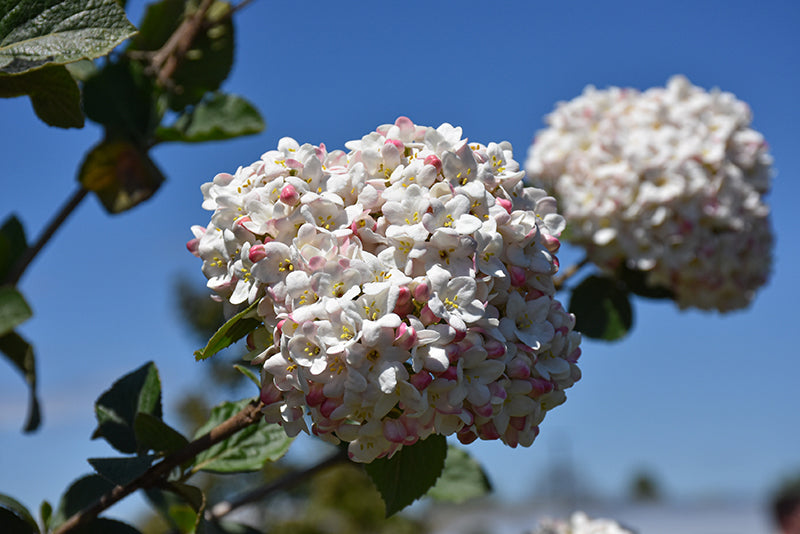 Koreanspice-Viburnum
