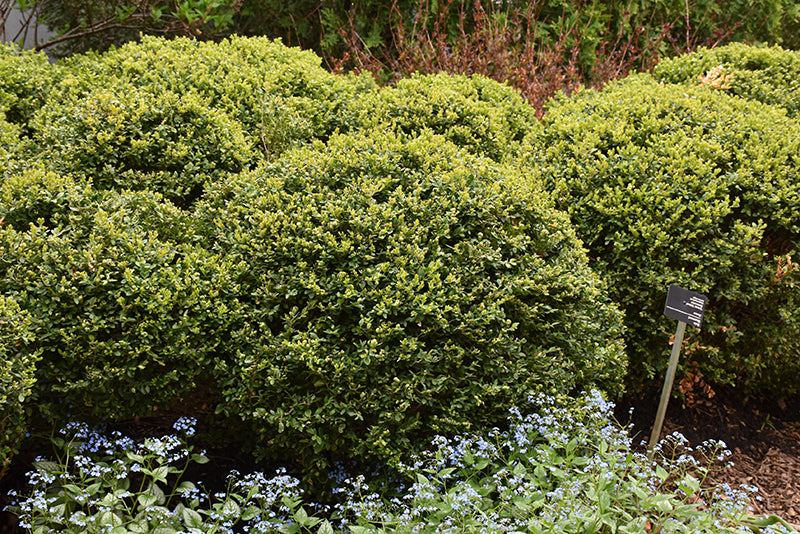 Green Velvet Boxwood