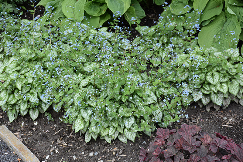 Jack-Frost-Brunnera-(#1)