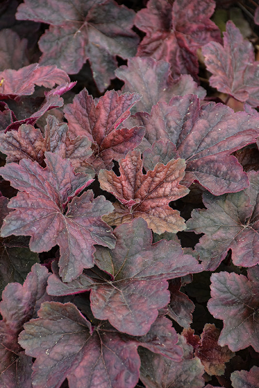 Palace Purple Coral Bells (#1)
