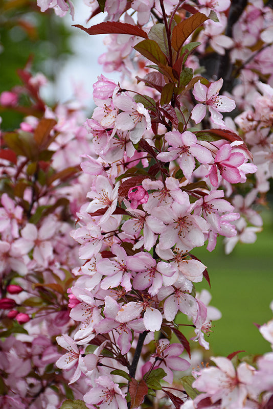 Royal-Raindrops®-Flowering-Crab