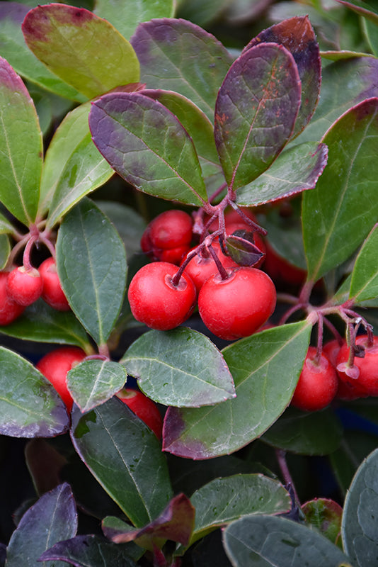Creeping-Wintergreen