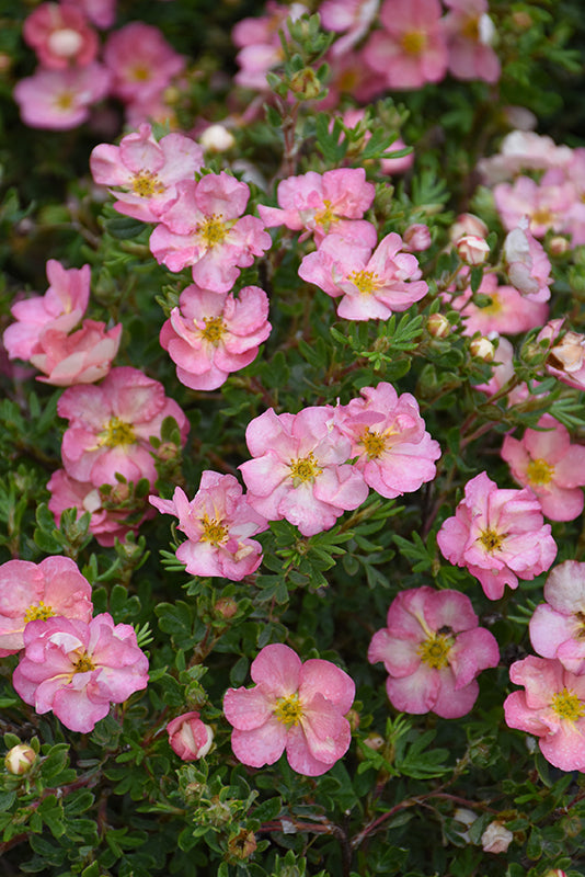 Happy-Face-Hearts®-Potentilla