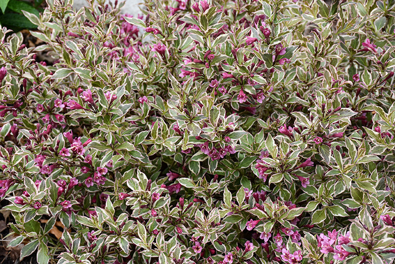 My Monet Purple Effect® Weigela