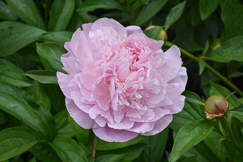 Sarah-Bernhardt-Peony