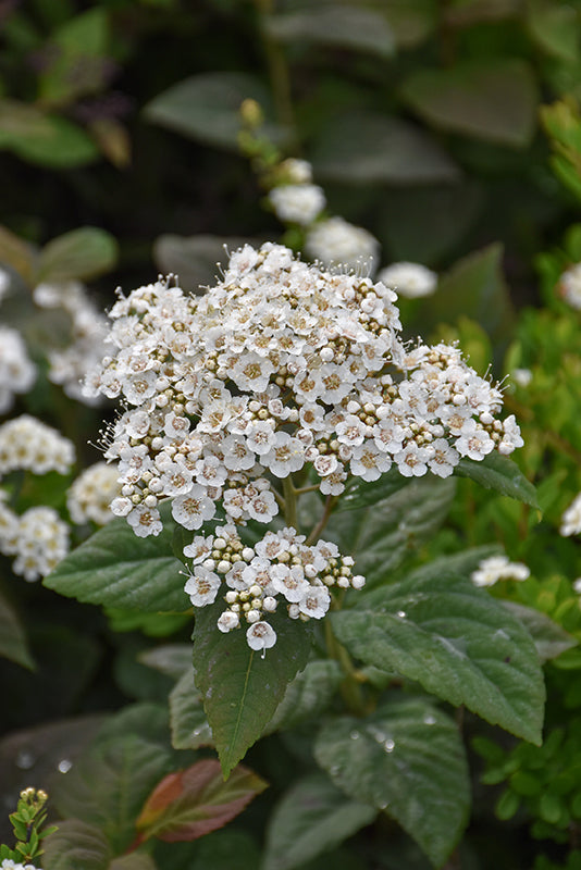 Double-Play®-Blue-Kazoo®-Spirea