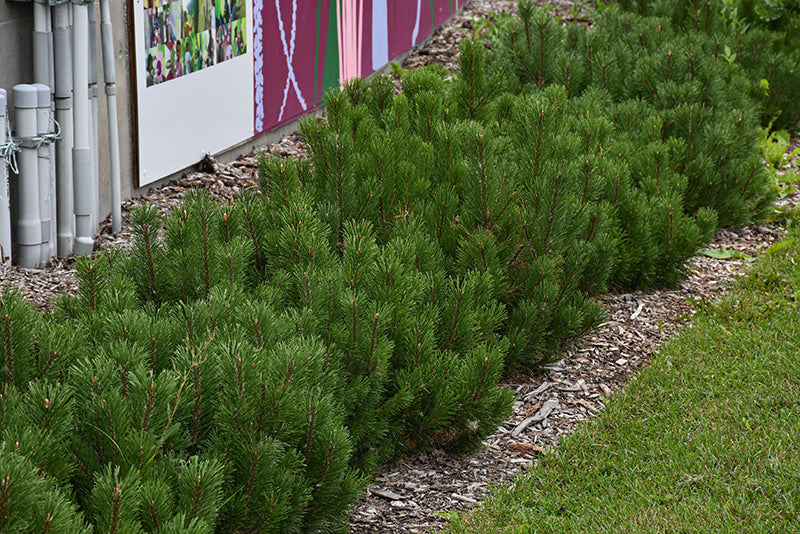 Pumillo Dwarf Mugo Pine