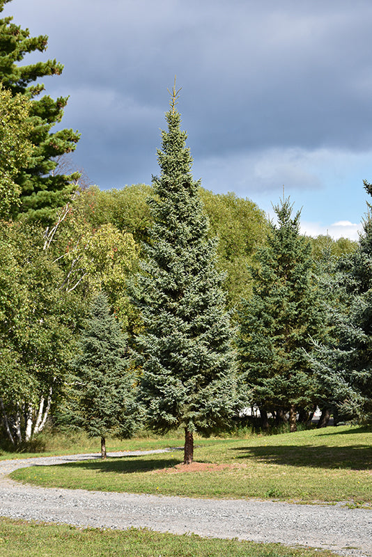Montrose-Charm-White-Spruce