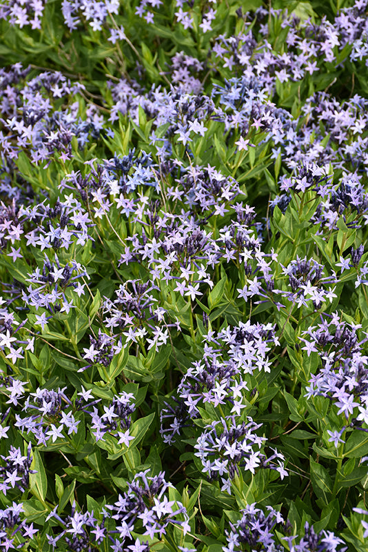 Blue Ice Amsonia