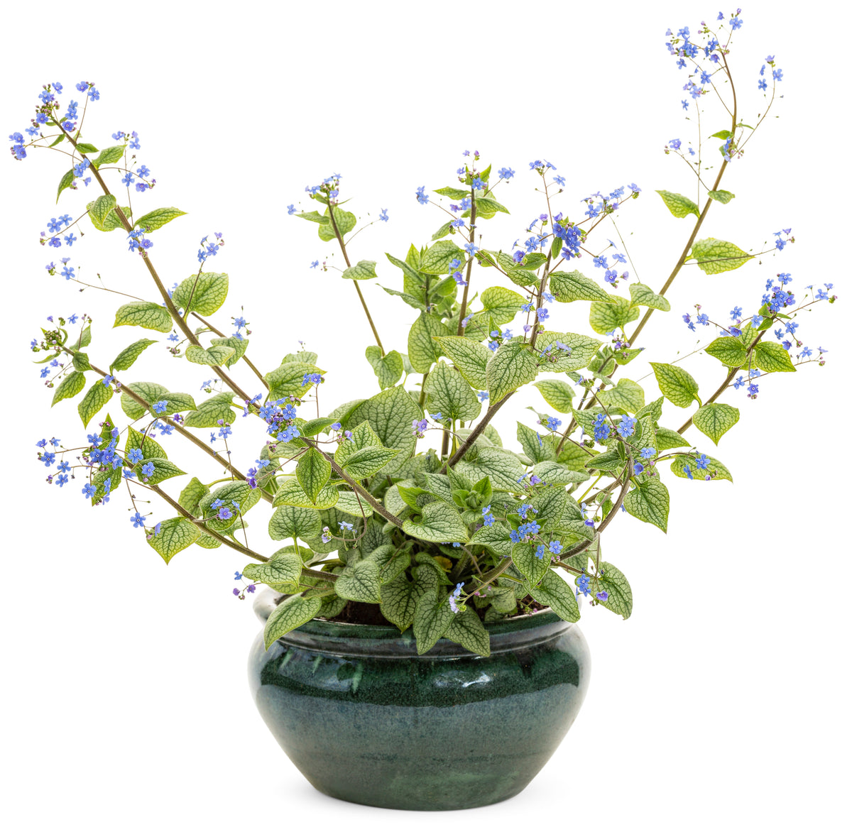 Queen of Hearts brunnera with blue forget-me-not blossoms