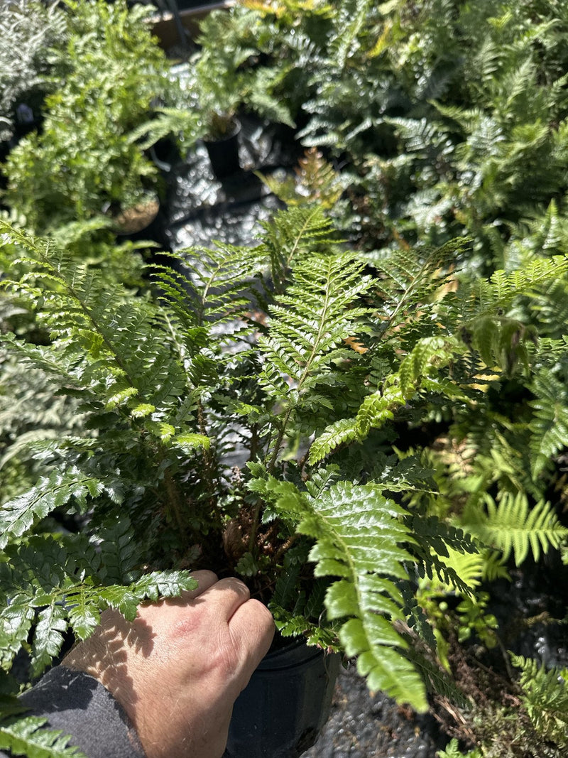 Autumn Fern in a 1 gallon container at Pro Growers of New England, Newton NH