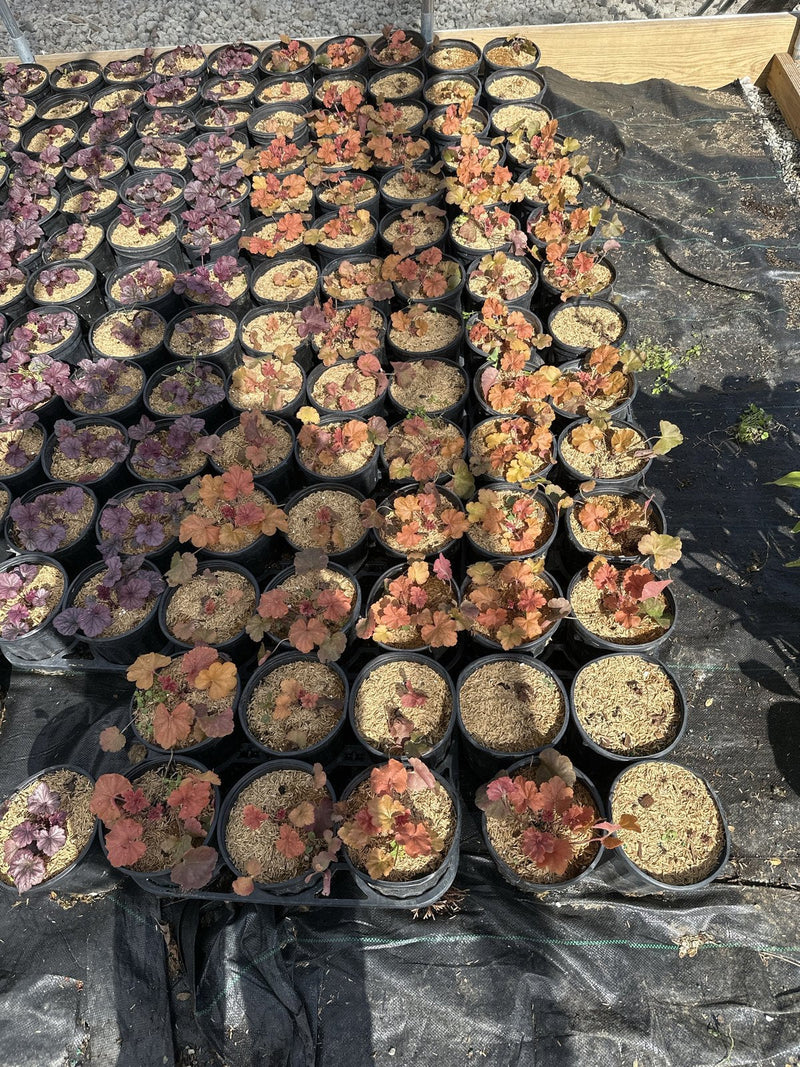 Northern Exposure Amber coral bells in #1 containers at Pro Growers of New England, Newton NH