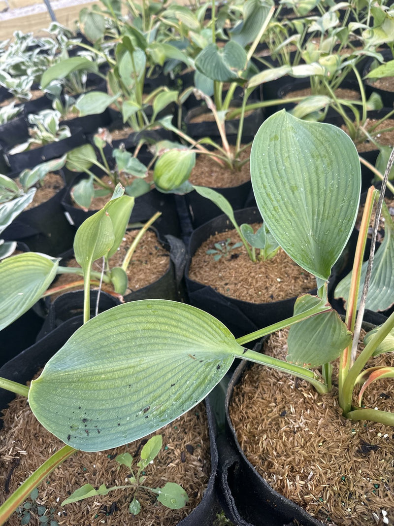 Blue Angel Hosta in #2 containers at Pro Growers of New England, Newton NH