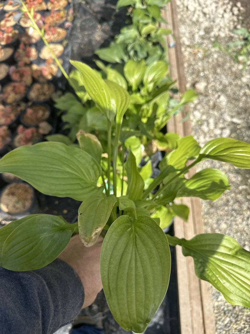 Sum and Substance Hosta in a #2 container at Pro Growers of New England, Newton NH