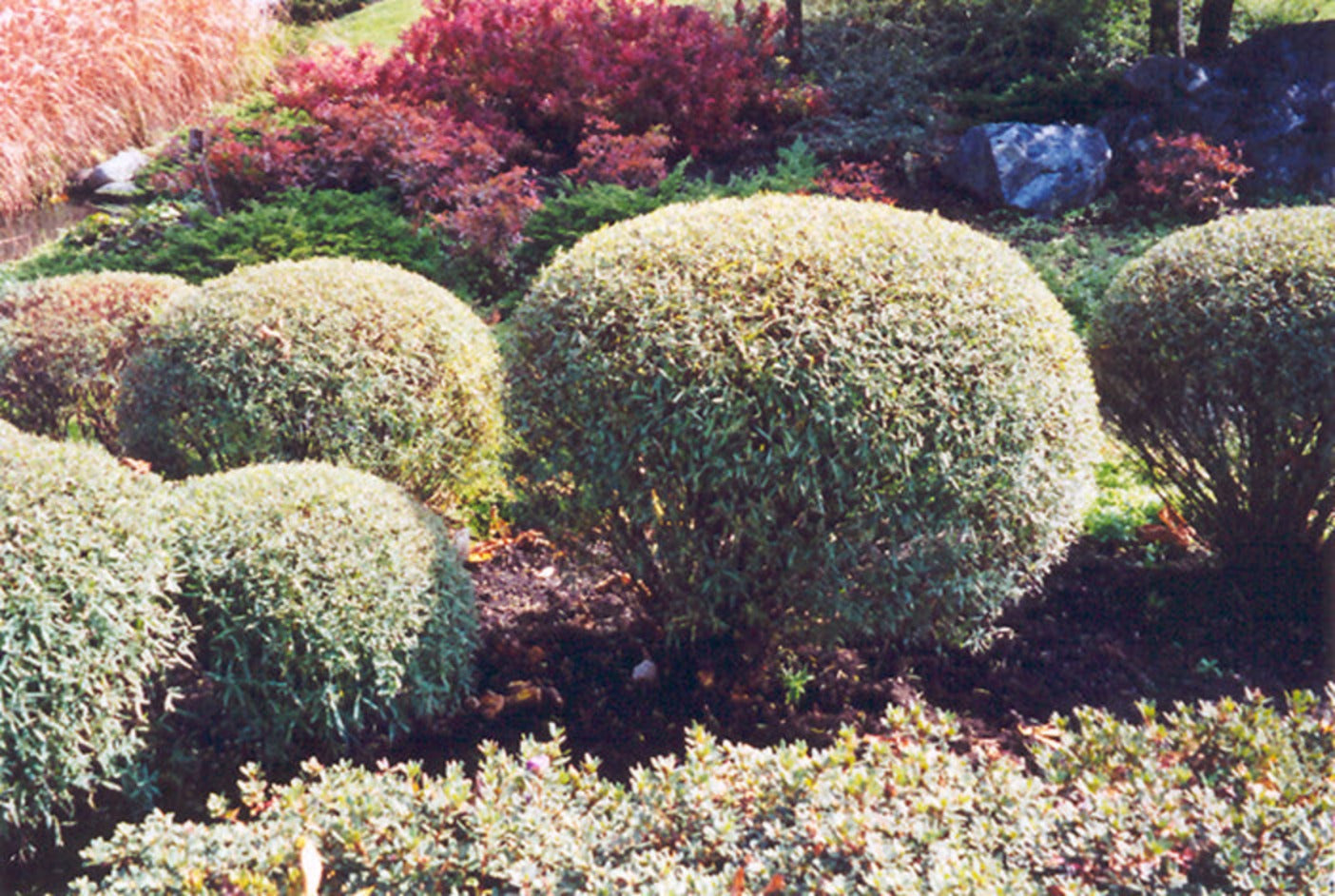Dwarf Arctic Willow, fine-textured blue-green hedging shrub