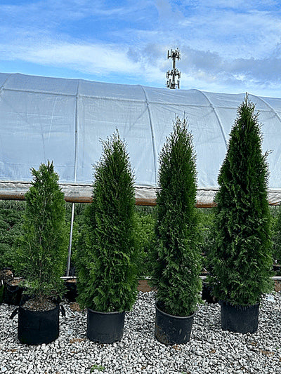 Emerald Green Arborvitae in nursery containers on gravel at Pro Growers of New England, Newton NH