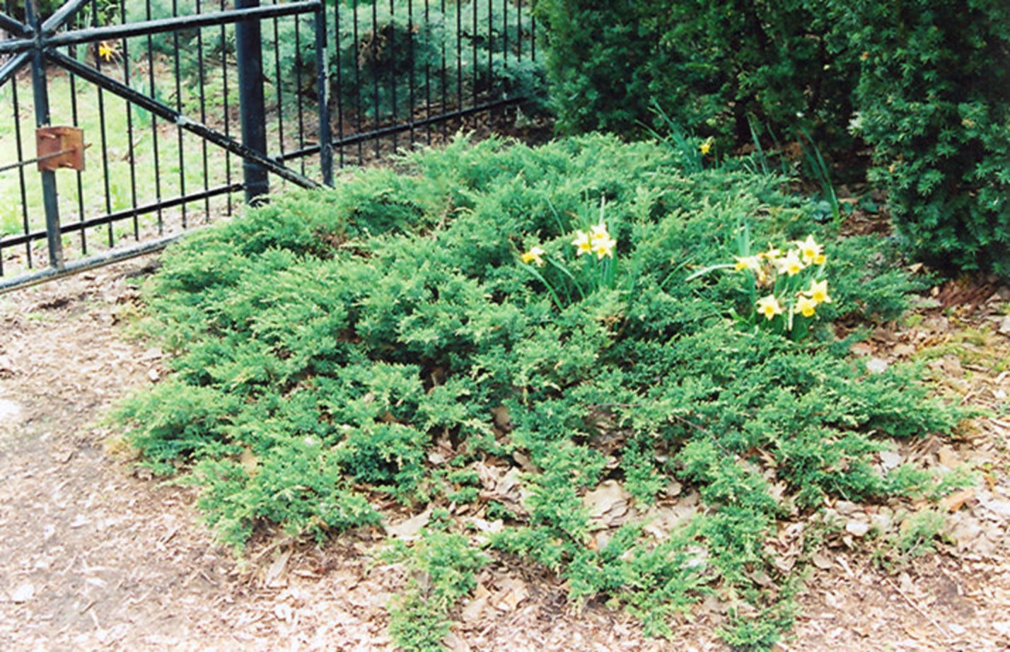 Green Sargent Juniper, low spreading evergreen groundcover